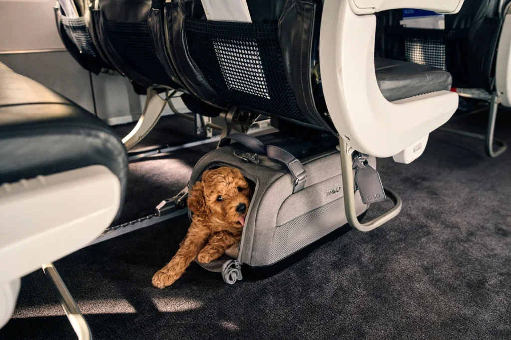 Tavo Dupree Travel Pet Carrier – Κάθισμα Αυτοκινήτου & Airline Carrier